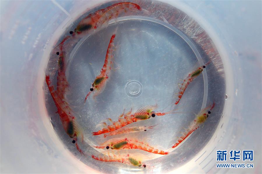 (“雪龙”探南极·图文互动)(3)中国南极考察队完成宇航员海磷虾调查