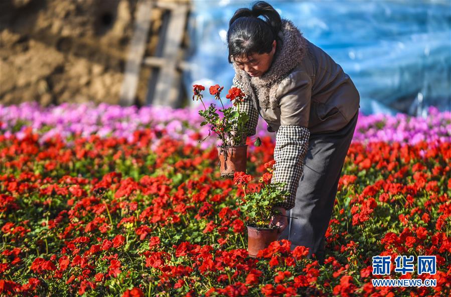 （新春走基层）（3）河北广阳：特色花卉供应京津春节市场
