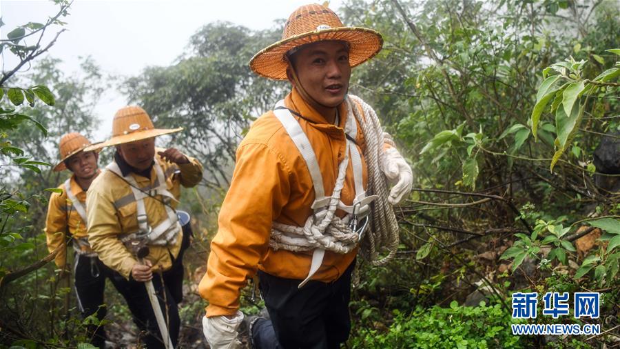 （新春走基层）（5）云雾之巅的“爬山虎”