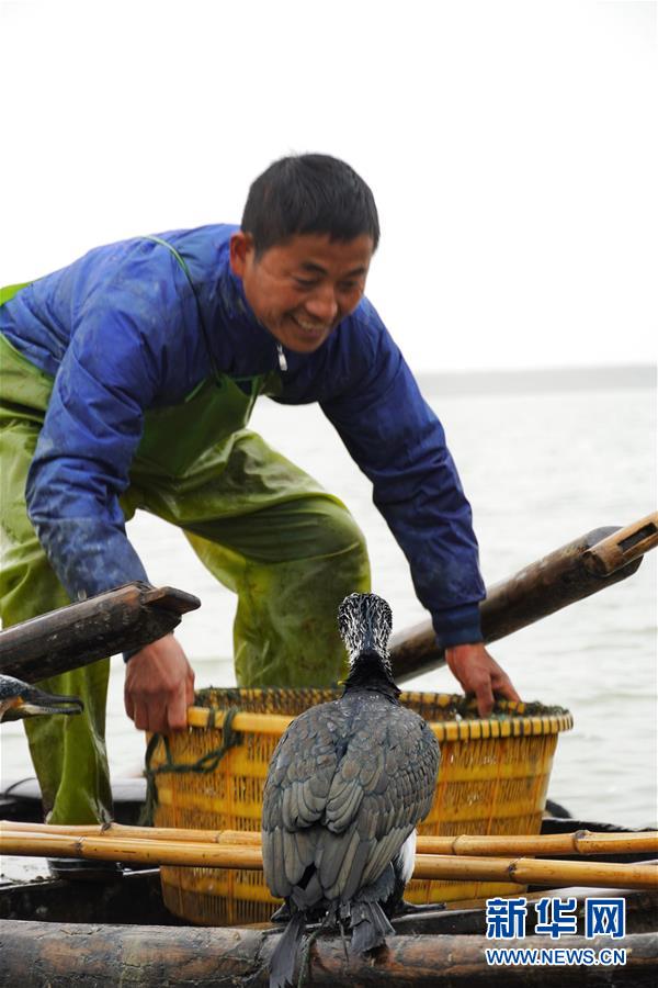 (新春走基层·大湖之变·图文互动)(1)为153只鸬鹚打报告