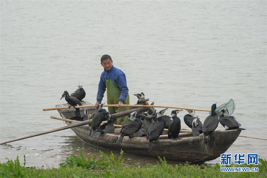 (新春走基层·大湖之变·图文互动)(2)为153只鸬鹚打报告