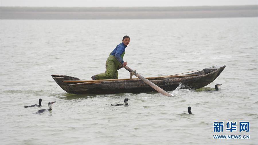 (新春走基层·大湖之变·图文互动)(5)为153只鸬鹚打报告