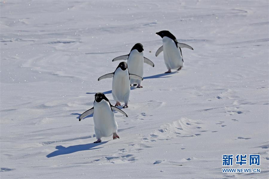 （圖文互動）（10）這裏到處生機勃勃——南極宇航員海動物世界探秘