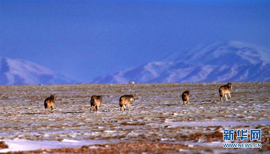 (图文互动)(1)第二次青藏高原科考成果表明三江源生态持续向好