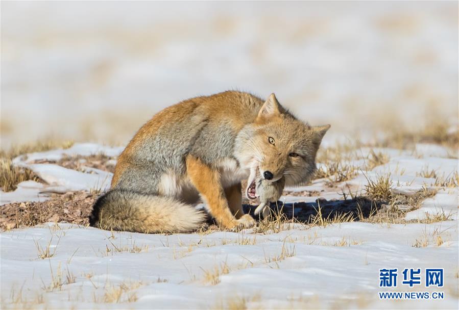 (图文互动)(2)第二次青藏高原科考成果表明三江源生态持续向好