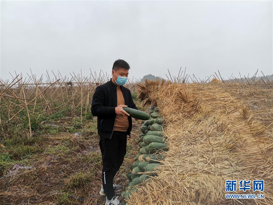 (聚焦疫情防控·图文互动)(1)“得知要送武汉 凌晨出来摘菜”——中国“南菜园”广西全力抗疫保供应