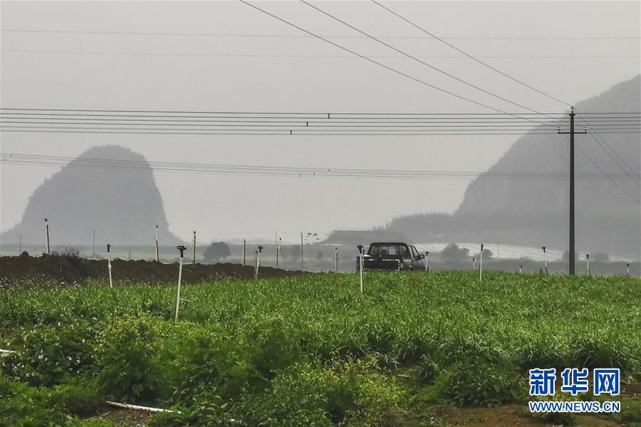 (聚焦疫情防控·图文互动)(3)“得知要送武汉 凌晨出来摘菜”——中国“南菜园”广西全力抗疫保供应