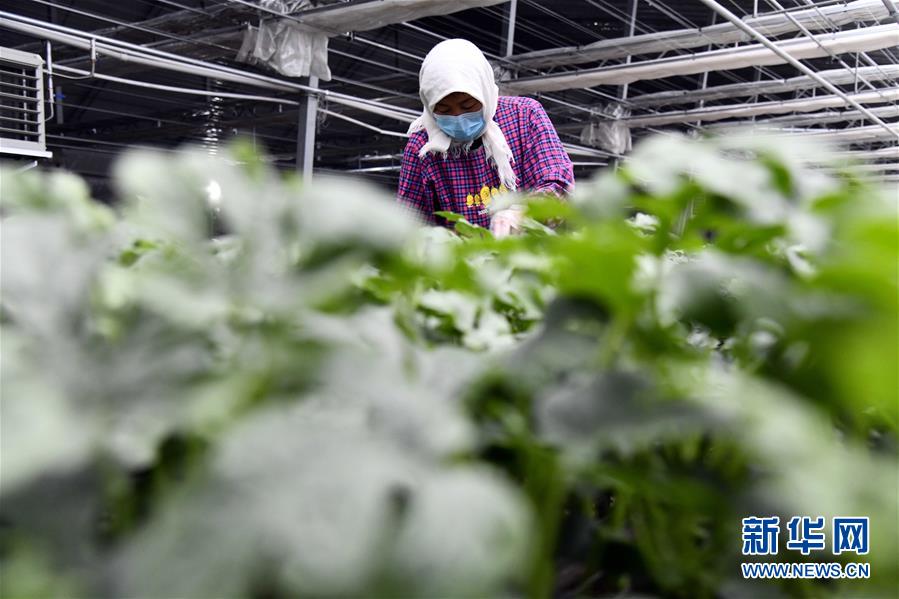 (图文互动)(3)别样的春耕——来自农业大省山东的春耕备耕见闻