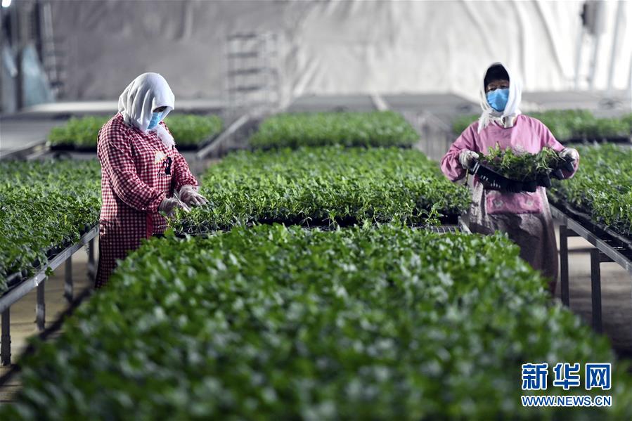 (图文互动)(4)别样的春耕——来自农业大省山东的春耕备耕见闻