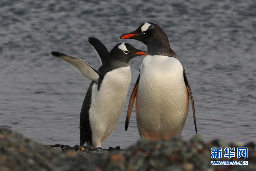 （&ldquo;雪龙&rdquo;探南极&middot;图文互动）（6）记者手记：南极筑&ldquo;城&rdquo;记&mdash;&mdash;在长城站读《中国南极长城站》