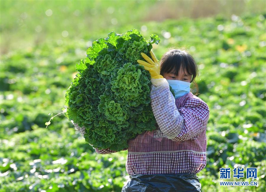 （圖文互動）（2）廣西桂林：“借力+接力”新鮮蔬菜進社區