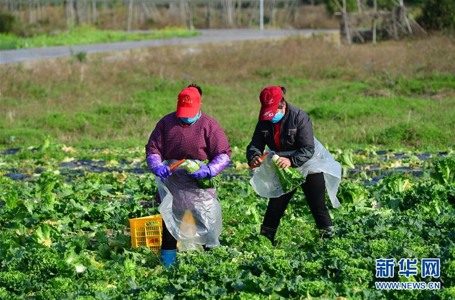 (图文互动)(3)广西桂林:“借力+接力”新鲜蔬菜进社区