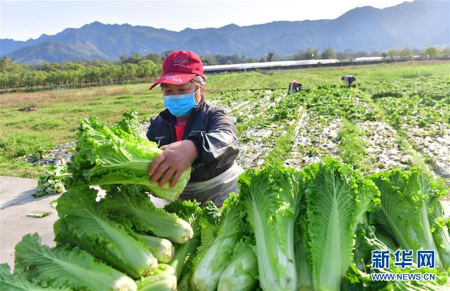 （圖文互動）（4）廣西桂林：“借力+接力”新鮮蔬菜進社區