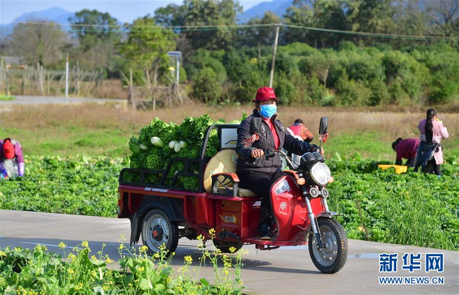 (图文互动)(5)广西桂林:“借力+接力”新鲜蔬菜进社区