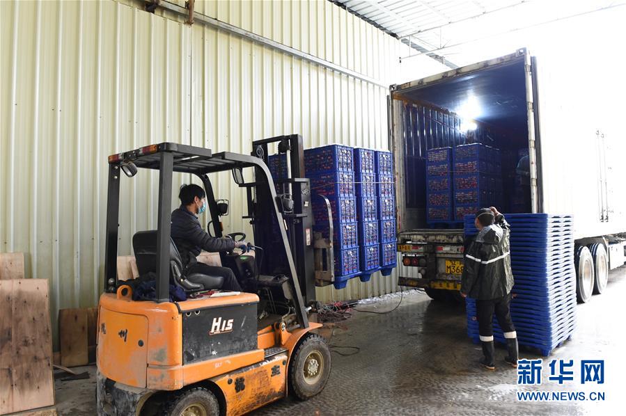 (图文互动)(9)与疫情抗争 与春光同行——广西农村春耕备耕一线观察