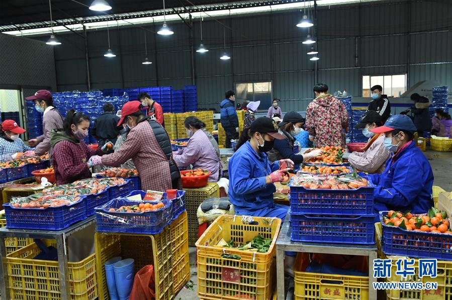 (图文互动)(10)与疫情抗争 与春光同行——广西农村春耕备耕一线观察