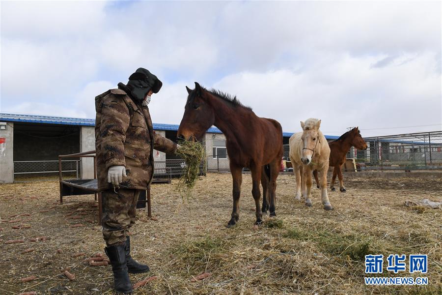 (聚焦疫情防控·图文互动)(1)行进在乡间的马背巡逻队