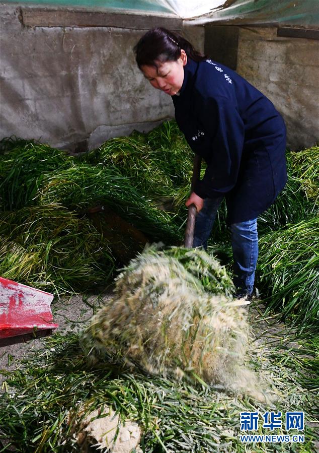 （决战决胜脱贫攻坚&middot;图文互动）（1）黔东北&ldquo;牛村&rdquo;的&ldquo;牛算盘&rdquo;