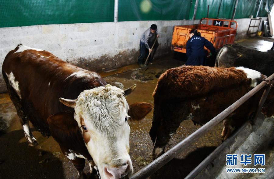 （决战决胜脱贫攻坚&middot;图文互动）（2）黔东北&ldquo;牛村&rdquo;的&ldquo;牛算盘&rdquo;