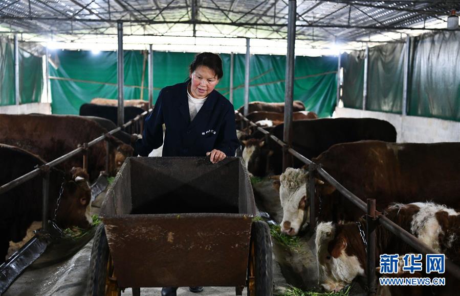 （决战决胜脱贫攻坚&middot;图文互动）（3）黔东北&ldquo;牛村&rdquo;的&ldquo;牛算盘&rdquo;