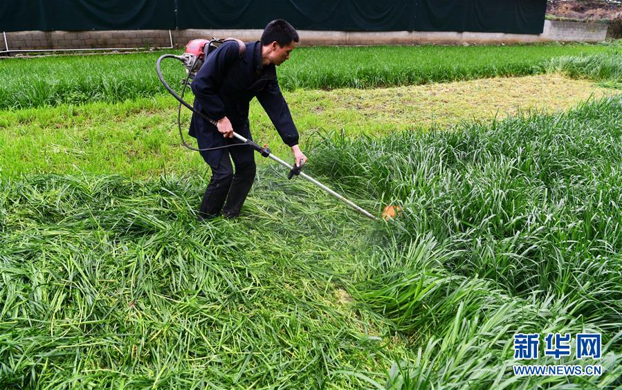 （决战决胜脱贫攻坚&middot;图文互动）（4）黔东北&ldquo;牛村&rdquo;的&ldquo;牛算盘&rdquo;