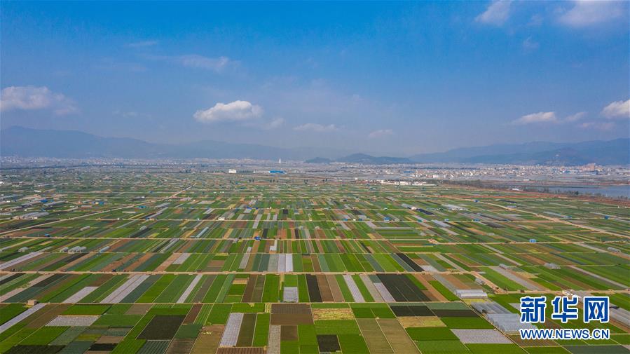 （抓好春耕备耕 稳住农业生产·图文互动）（5）“栽种的是菜苗，收获的是希望”——云南蔬菜集散地通海县春耕见闻 