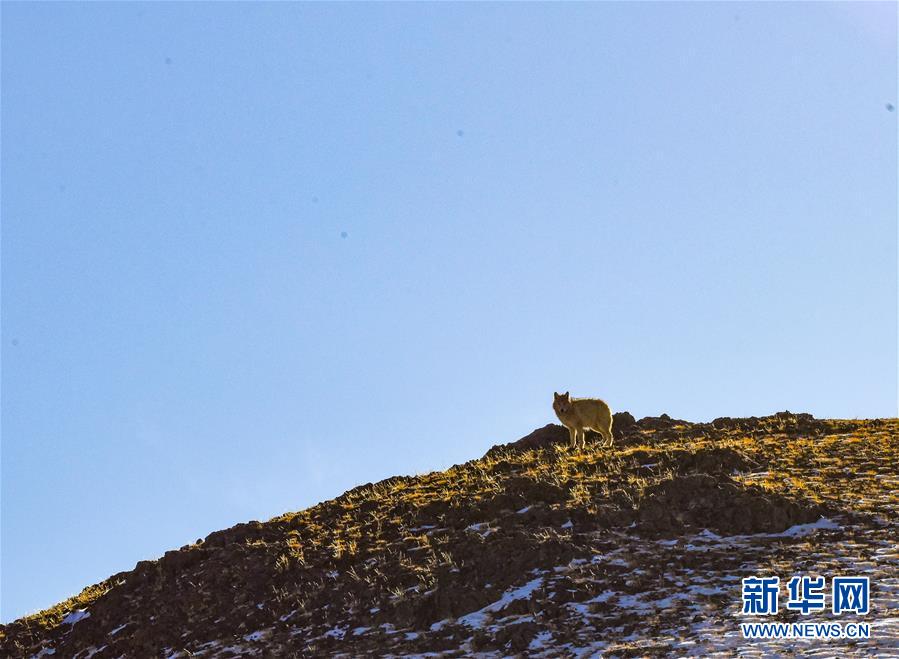 （新華全媒頭條·圖文互動）（4）跨越半個世紀的生命遷徙——西藏極高海拔生態搬遷破解人與自然共生難題
