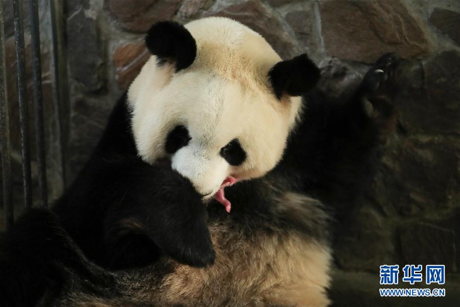 （环境）（2）2020年全球首对圈养大熊猫双胞胎在成都诞生