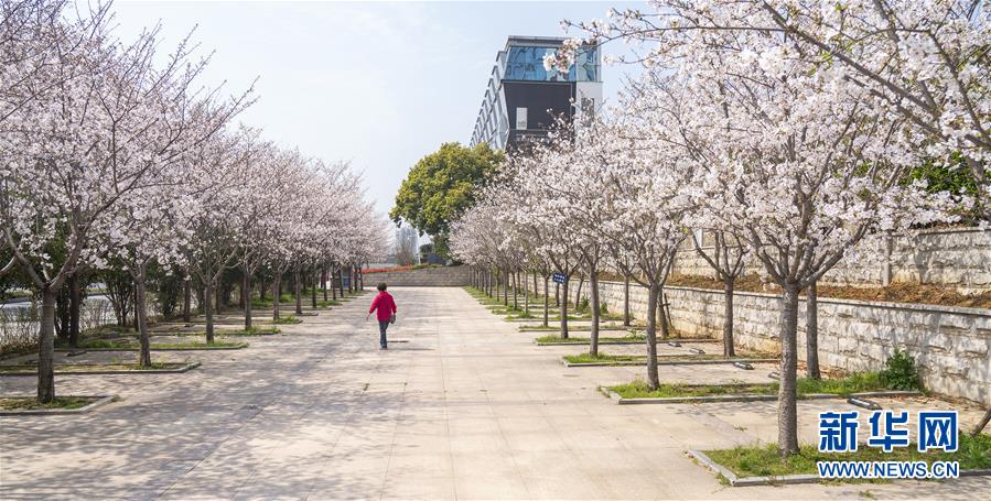 (聚焦疫情防控)(1)武汉:樱花绽放春意浓