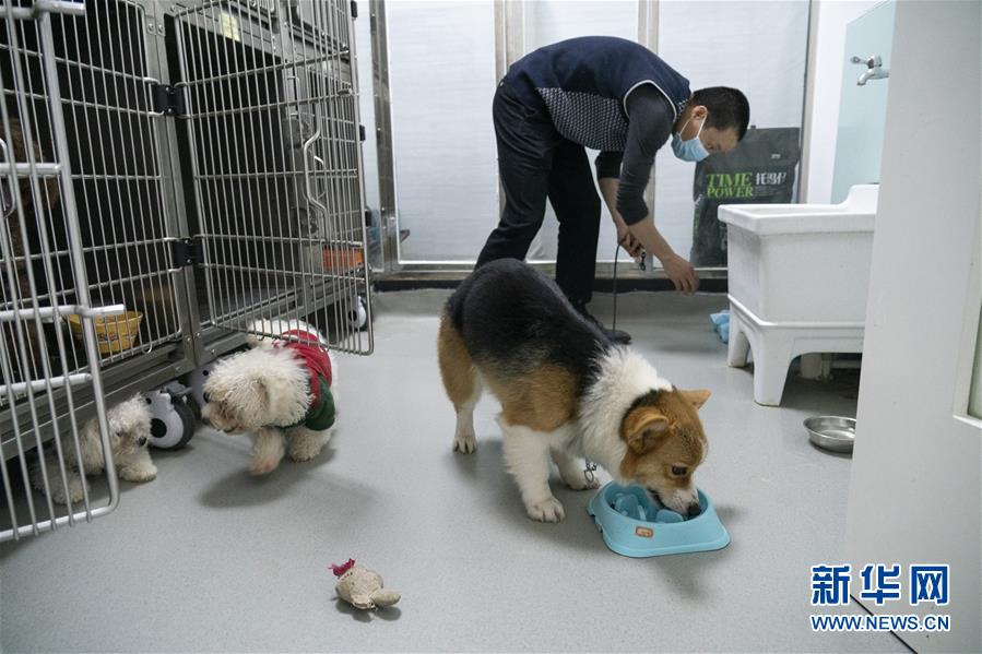 （聚焦疫情防控）（10）武汉：动物医院里的临时“奶爸”