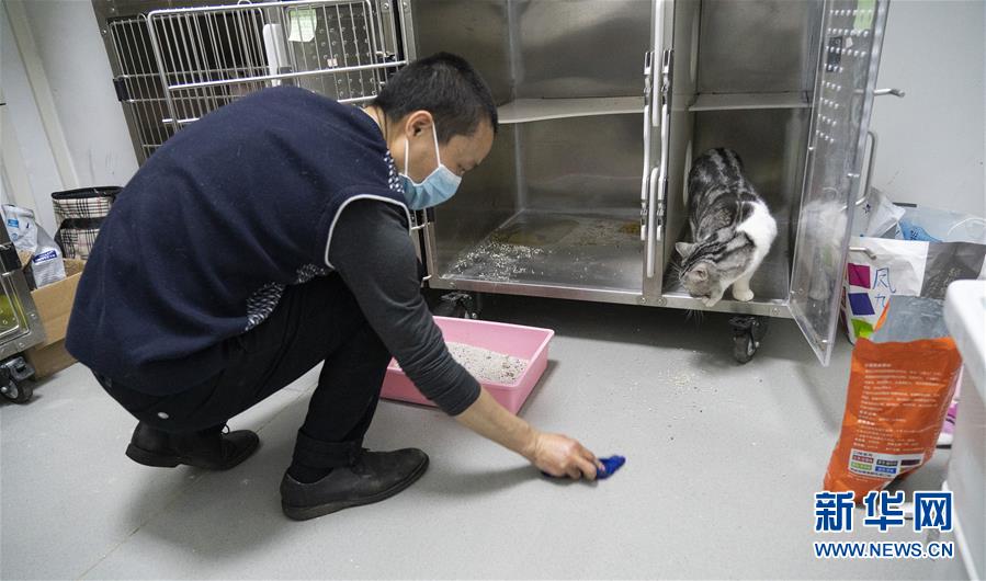 （聚焦疫情防控）（13）武汉：动物医院里的临时“奶爸”