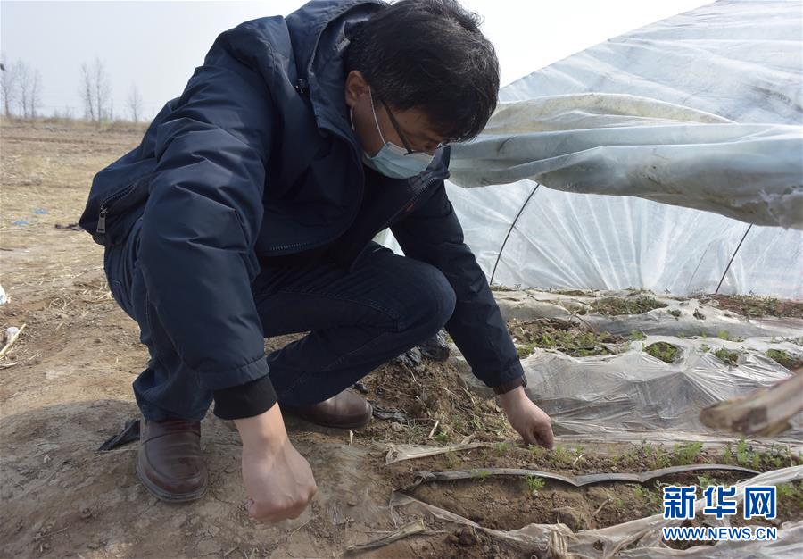 (脱贫攻坚·图文互动)(1)天津:惠丰前村种下脱贫致富“新希望”