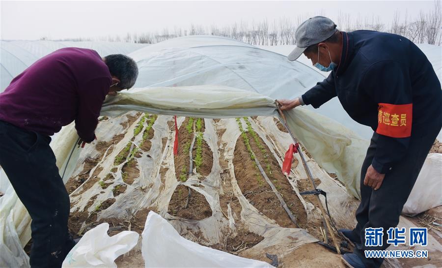 (脱贫攻坚·图文互动)(2)天津:惠丰前村种下脱贫致富“新希望”