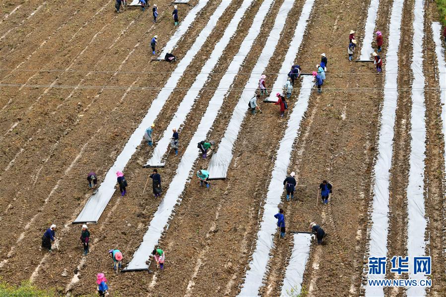 (决战决胜脱贫攻坚·图文互动)(4)贵州黔东南:抢抓坝区春耕 决胜脱贫攻坚