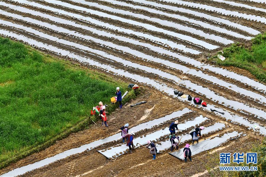 (决战决胜脱贫攻坚·图文互动)(5)贵州黔东南:抢抓坝区春耕 决胜脱贫攻坚