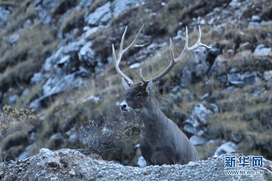 （玉树地震10周年&middot;图文互动）（2）牧民才仁尼玛的&ldquo;科研&rdquo;人生