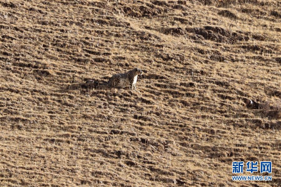 （玉树地震10周年&middot;图文互动）（1）牧民才仁尼玛的&ldquo;科研&rdquo;人生