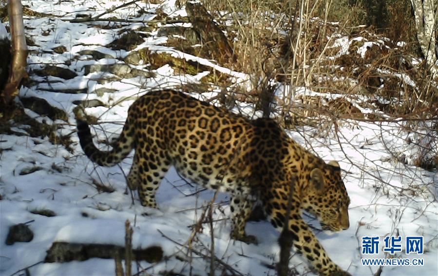 (图文互动)(2)秦岭再次拍摄到野生金钱豹