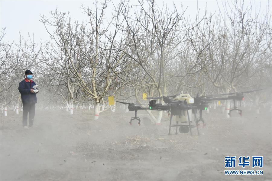 (决战决胜脱贫攻坚·图文互动)(1)南疆林果合作社百人技术队的“核桃雄心”