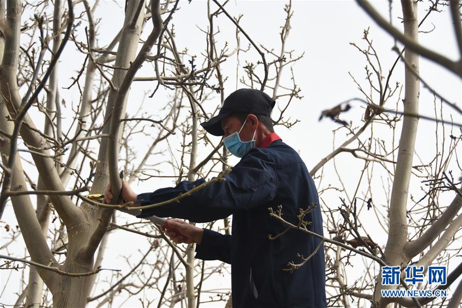 (决战决胜脱贫攻坚·图文互动)(2)南疆林果合作社百人技术队的“核桃雄心”