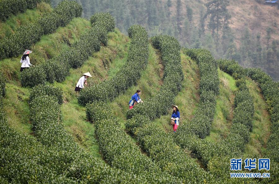 (决战决胜脱贫攻坚·图文互动)(3)田野“变奏”让薄土“生金”——贵州农村产业革命助推脱贫攻坚见闻