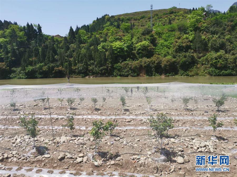 (决战决胜脱贫攻坚·图文互动)(3)野奶角又见春天