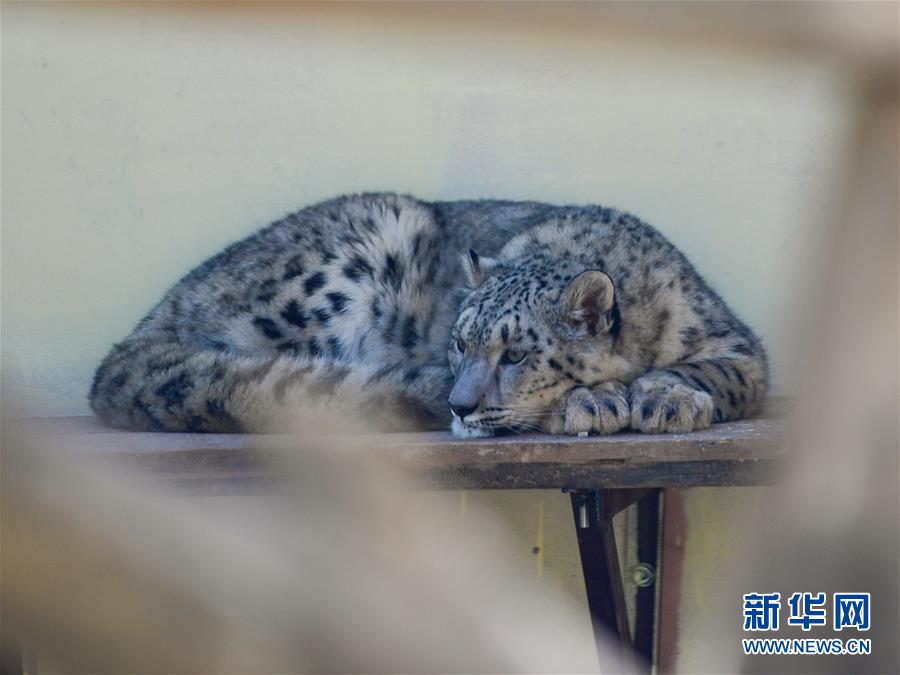（图文互动）（1）人工繁育雪豹双胞胎首次亮相西宁野生动物园