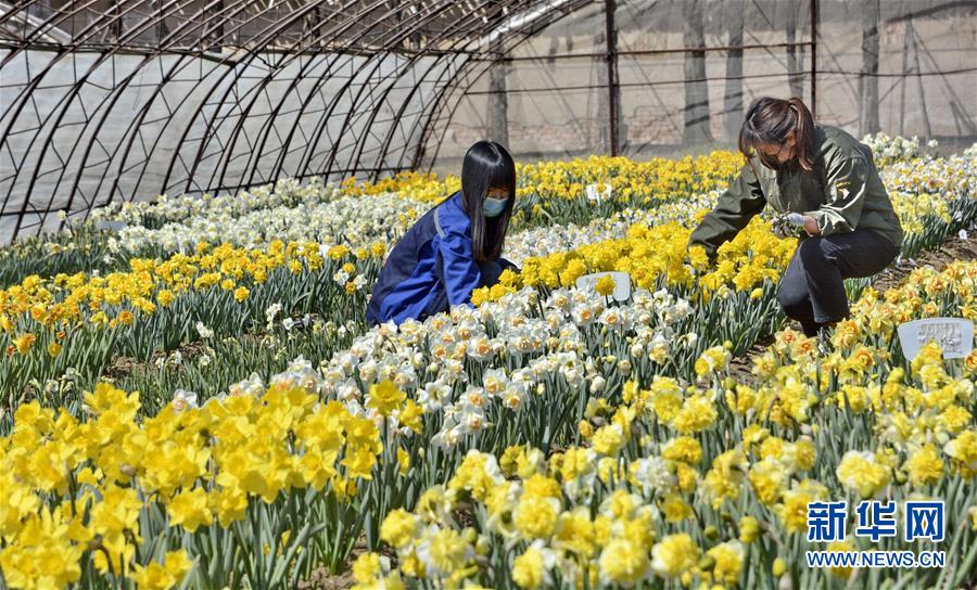 (图文互动)(6)这座小城,镌刻下怎样的“世园印记”——北京世园会开园一周年探访延庆