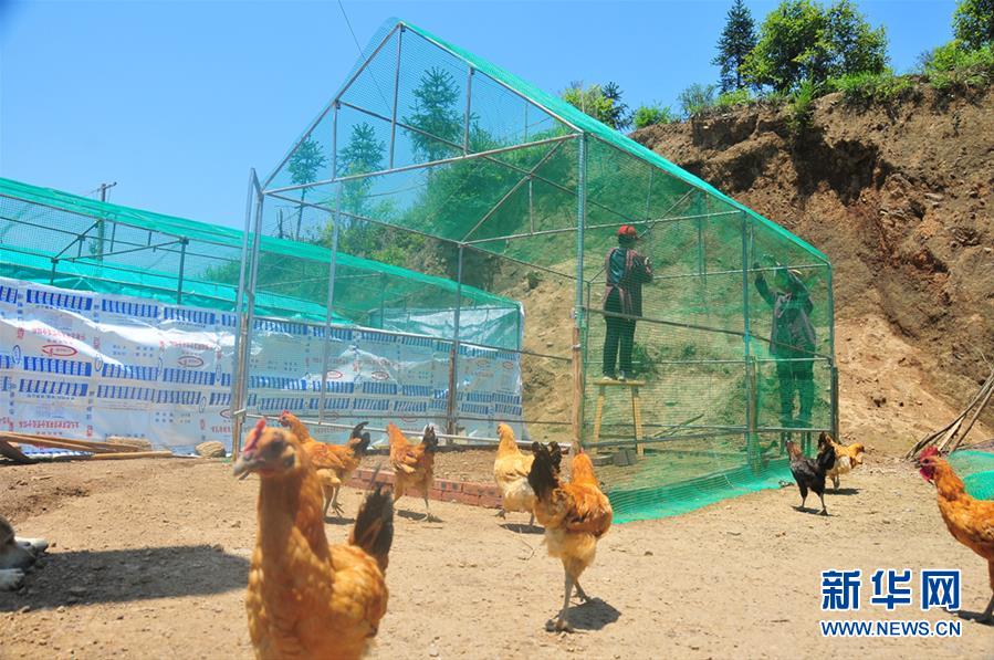 （图文互动）（1）山林养鸡场：农民的“银行”