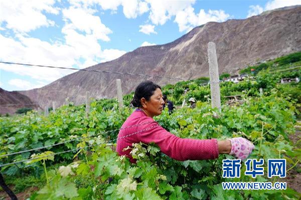 (决战决胜脱贫攻坚·图文互动)(2)西藏昌都“甜蜜”产业助脱贫