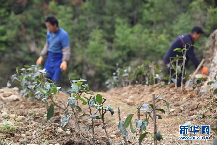 (图片互动)(3)再访贵州极贫乡镇看“四变”