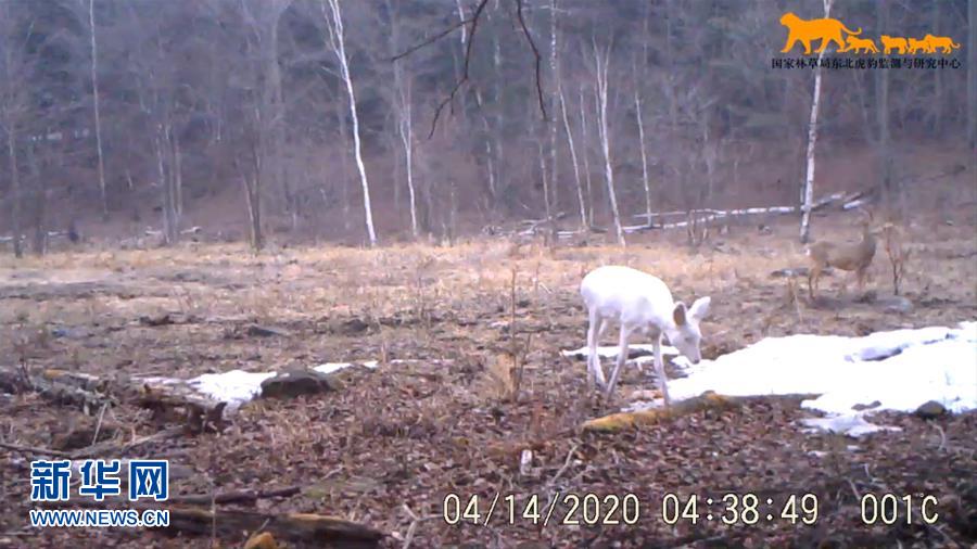 （环境）东北虎豹国家公园再次监测到罕见野生动物白狍