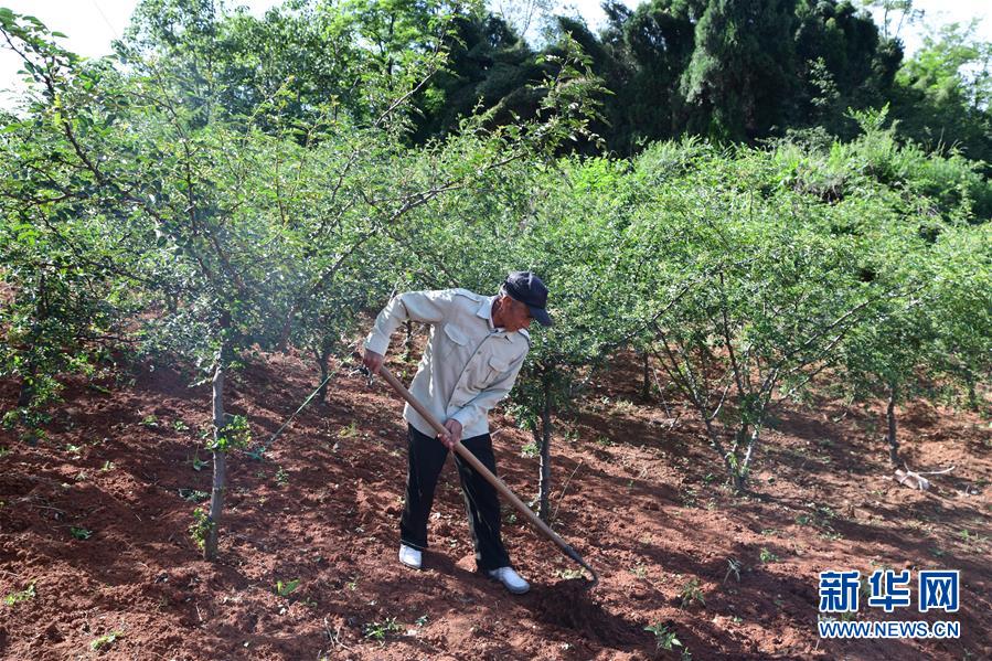 (决战决胜脱贫攻坚·图文互动)(4)暮投石壕村