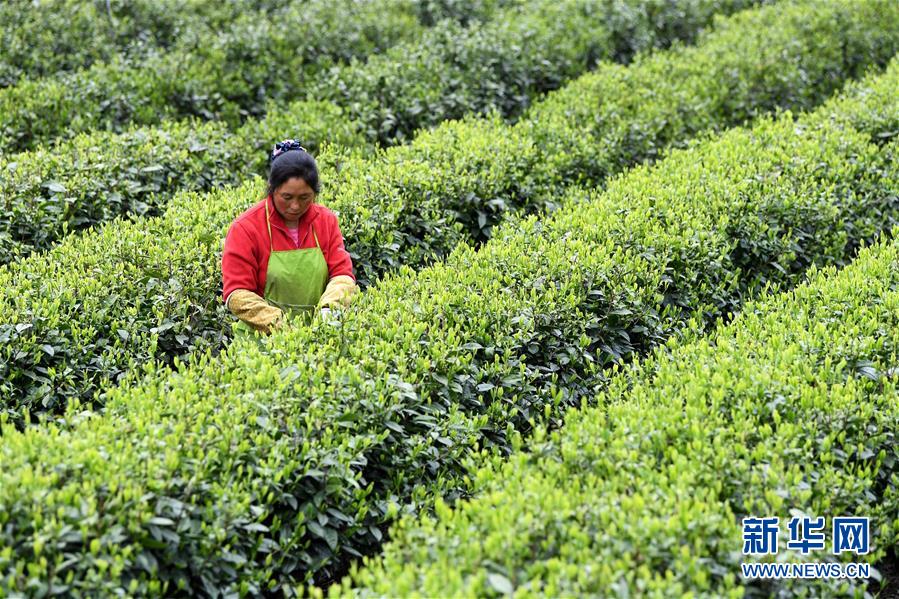 (新华全媒头条·图文互动)(21)习近平的扶贫故事